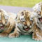 BABA pici More-Baby-tigers