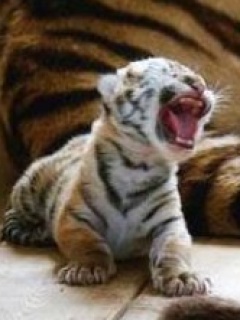 BABA Tiger_Baby