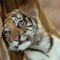 BABA tiger baby Wallpaper__yvt2