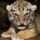 Baba_tigerinfant_1368220_6454_t