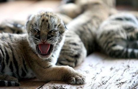 Baby-tiger-cub_1431139i