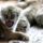 Babytigercub_1431139i_1368213_2857_t