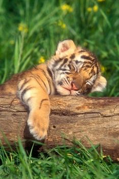 baby-tiger-f