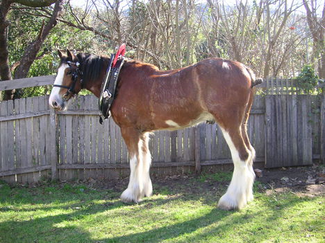 clydesdale 11