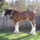 Clydesdale_11_1368058_1124_t