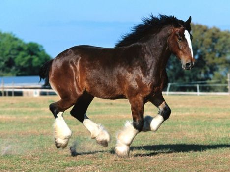 clydesdale 12