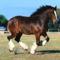 clydesdale 12