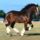 Clydesdale_12_1368059_5032_t