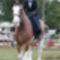 clydesdale 13
