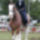 Clydesdale_13_1368060_2244_t