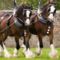 clydesdale 14