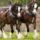 Clydesdale_14_1368061_7195_t