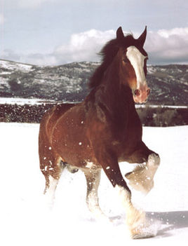 clydesdale 15