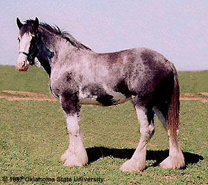 clydesdale 16