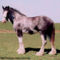 clydesdale 16