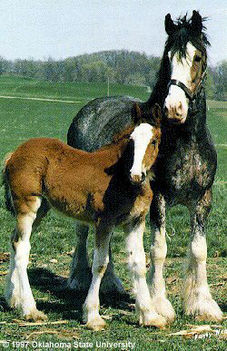 clydesdale 18