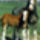 Clydesdale_18_1368065_8915_t