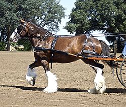 clydesdale 19