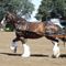 clydesdale 19