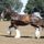 Clydesdale_19_1368066_1373_t