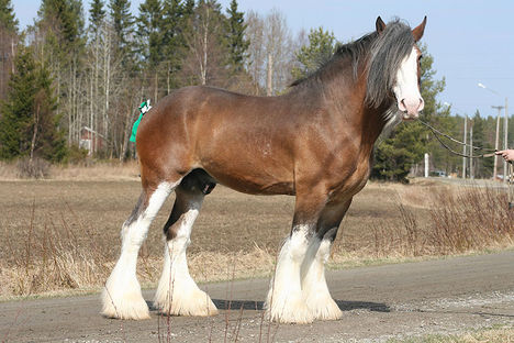 clydesdale 1