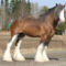 clydesdale 1