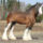 Clydesdale_1_1368048_2503_t