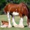 clydesdale 2