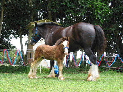 clydesdale 20