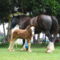 clydesdale 20