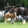 Clydesdale_20_1368067_2976_t
