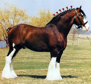 clydesdale 21