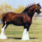 clydesdale 21