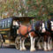 clydesdale 22