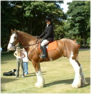 clydesdale 23