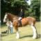 clydesdale 23