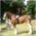 Clydesdale_23_1368070_6120_t