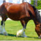 clydesdale 25