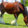 Clydesdale_25_1368072_3097_t