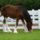 Clydesdale_26_1368073_5415_t