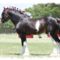 clydesdale 27