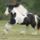 Clydesdale_28_1368075_4425_t