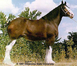 clydesdale 3