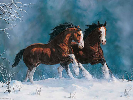 clydesdale 4
