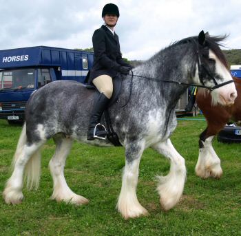 clydesdale 6
