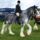 Clydesdale_6-001_1368053_8236_t