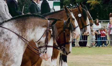 clydesdale 7