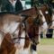 clydesdale 7