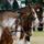 Clydesdale_7_1368054_6659_t