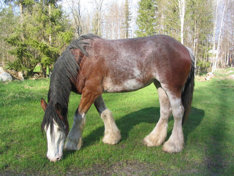 clydesdale 8